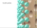 NanosensitiveHCA with NovaMin
