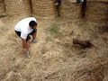 Jabali en Vozmediano Jabali en Vozmediano