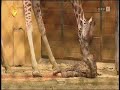 Giraffe Birth
