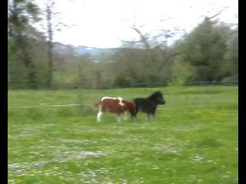 Granja Armonia
