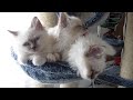 Sweet Birman Kittens