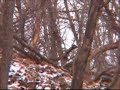 Iowa hunting land for sale -- 60 acres Iowa hunting land for sale -- 60 acres