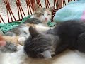 oh.. My little cat