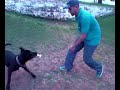 pit bull negro - blaco pit bull negro - blaco
