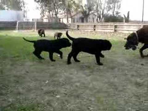Cute Lab Puppies Playing With Mother Labrador Retriever Pupp