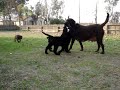 Cute Lab Puppies Playing With Mother Labrador Retriever Pupp