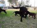 Cute Lab Puppies Playing With Mother Labrador Retriever Pupp