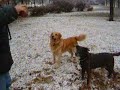 Bund�s, Shelby, Buksi