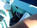 Giant 50 llb squid caught in cabo san lucas mexico calamri