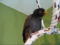 Bentham the bronze wing pionus rings