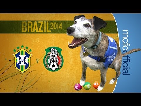 Brazil v Mexico | WORLD CUP DOG PREDICTIONS Brazil v Mexico | WORLD CUP DOG PREDICTIONS