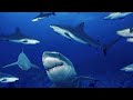 Os 10 Animais Mais Perigosos do Mundo - Lista de set/2009
