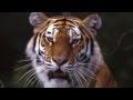 ZSL - Phoenix Fund Talk - Amur Tiger Conservation in Russia
