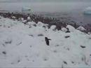 gentoo rookery 1 gentoo rookery 1