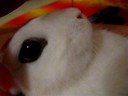 Fluffie ( Dwarf Hotot ) enjoying his carrots treats! :) Fluffie ( Dwarf Hotot ) enjoying his carrots treats! :)