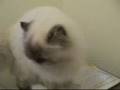 Cat from hell
