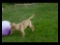 Ebi and Her Ball