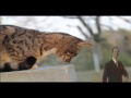 Mr.Cat Danicing to Trololo