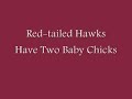 Red-tailed Hawks Have Two Baby Chicks