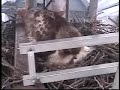 Red-tailed Hawks Have Two Baby Chicks