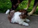 Kaydee meeting Lady Bella (5 weeks)