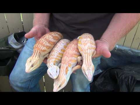 YouTube reptile video