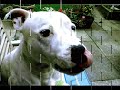if you have a pet of any kind
please join the no1 pet forum in the world!
luckys wonder of chinchillas
http://anntwo.proboards105.com/index.cgi

please help an animal in need by purchasing
jamie glaser's music for pets and people cd
$2 of every purchase goes to animal rescue!
thank you.
http://www.jamieglaser.com/petmusic.html