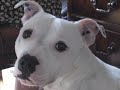 if you have a pet of any kind
please join the no1 pet forum in the world!
luckys wonder of chinchillas
http://anntwo.proboards105.com/index.cgi

please help an animal in need by purchasing
jamie glaser's music for pets and people cd
$2 of every purchase goes to animal rescue!
thank you.
http://www.jamieglaser.com/petmusic.html