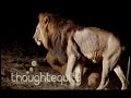 Lions Mating Twice