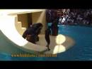 Loro Parque sealions show