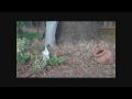 A Flagrant Case of wizard Tipping