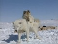 Husky mating