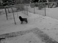 videos de Jet the Springer
