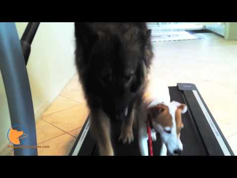 florida dog trainer - http://www.Fine-tunedCanines.com FB: http://www.facebook.com/FinetunedCanines Sallie, the Jack Russell Terrier female is enjoying treadmill exercise at FINE-...