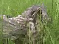 Baby bird