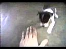 Catito e Menininha quando filhotes 1994