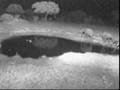 Quick Elephant Visit on Africam 