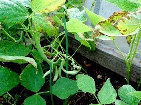 how to fertilize snap beans