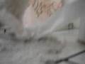 Little beautifull cute kitten playing in the bath