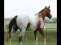 ~~APPALOOSA\ ~~APPALOOSA\