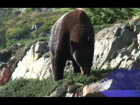 Alaska Inside Passage Cruise Highlights 2007 YouTube voorvertoningsafbeelding