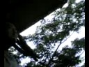 tree planting SLAC