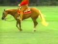AQHA Western Pleasure Video