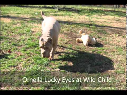 Neapolitan Mastiff at Wild Child kennels