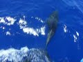 Dolphins - Part 2 Dolphins - Part 2