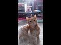 可愛い猫動画。クーザとアーシャ。仲良し大好き兄弟 クーザ