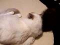 Teddy, Twink and Henry Playing