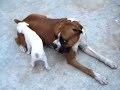 Nosso Boxer Branco Nosso Boxer Branco