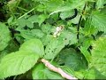 Schmetterlingsraupen Schmetterlingsraupen
