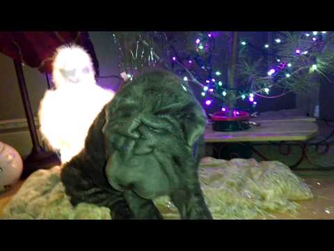 Misa the Mermaid discovers the tree